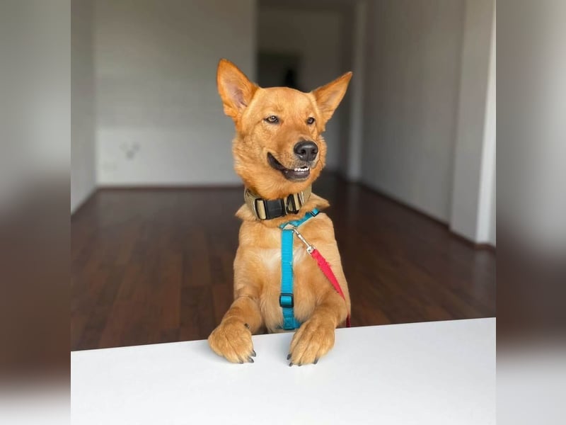 Raya - hat Potential zur Hundesportlerin