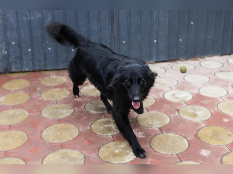Batman - ist ein lebensfroher Hund