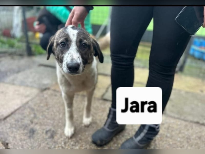 Jara - aus Mangalia