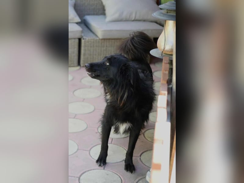 Batman - ist ein lebensfroher Hund