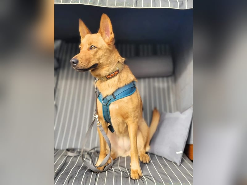 Raya - hat Potential zur Hundesportlerin