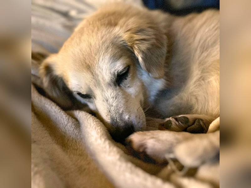 Wurstl - ist sehr zutraulich