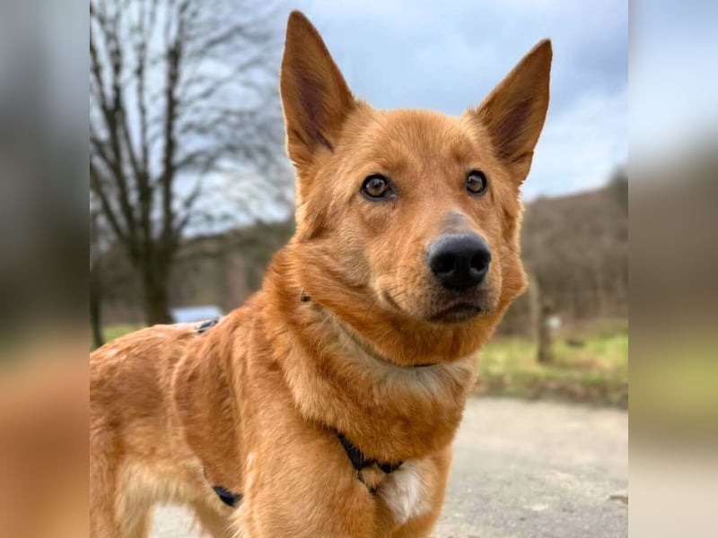 Raya - hat Potential zur Hundesportlerin