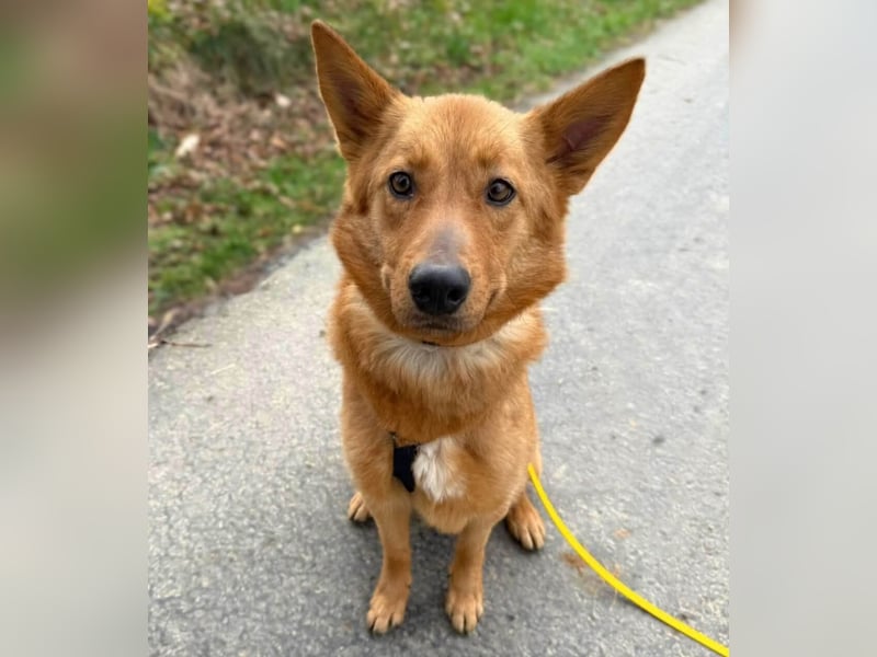 Raya - hat Potential zur Hundesportlerin