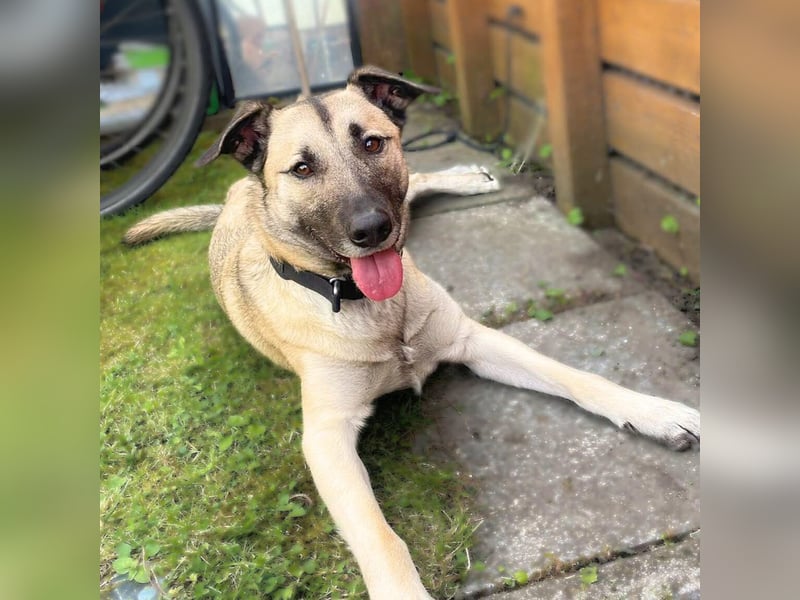 Milo - treu und territorial