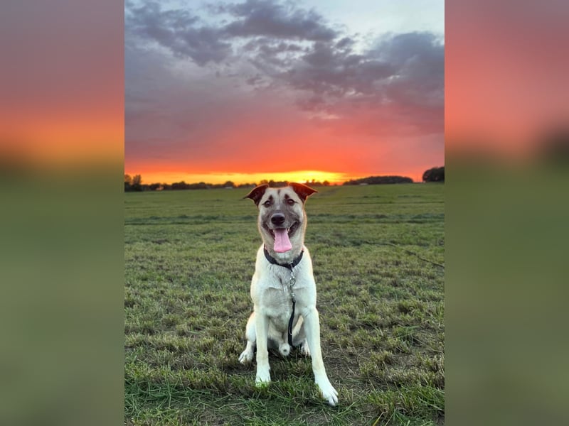 Milo - treu und territorial