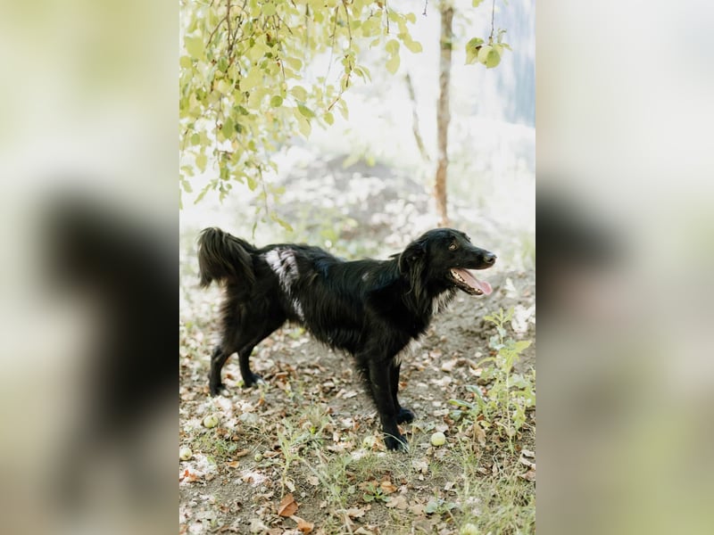 Batman - ist ein lebensfroher Hund