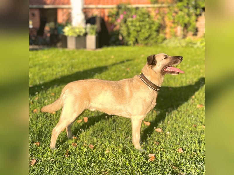 Milo - treu und territorial