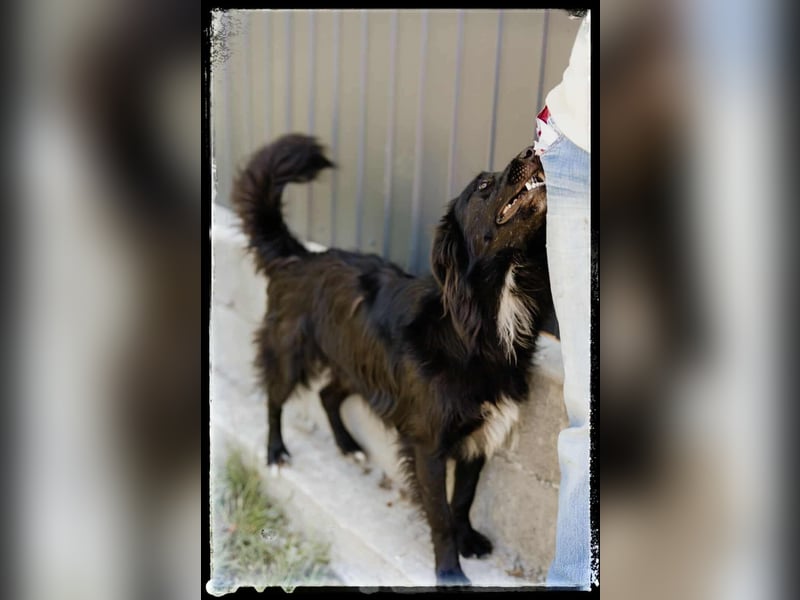 Batman - ist ein lebensfroher Hund