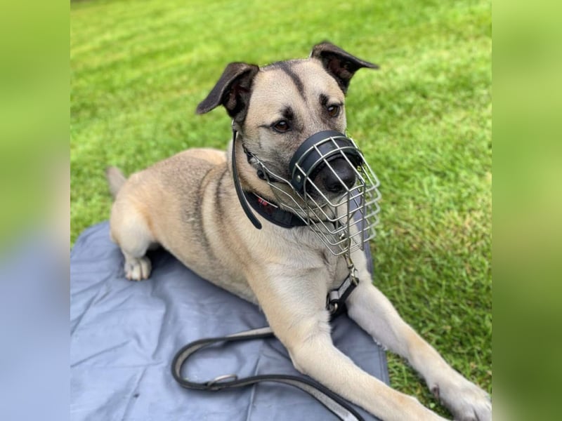 Milo - treu und territorial