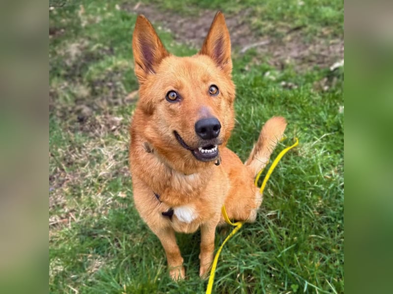 Raya - hat Potential zur Hundesportlerin