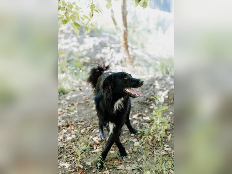 Batman - ist ein lebensfroher Hund