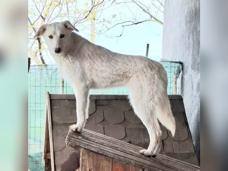 Maribel - aus Mangalia