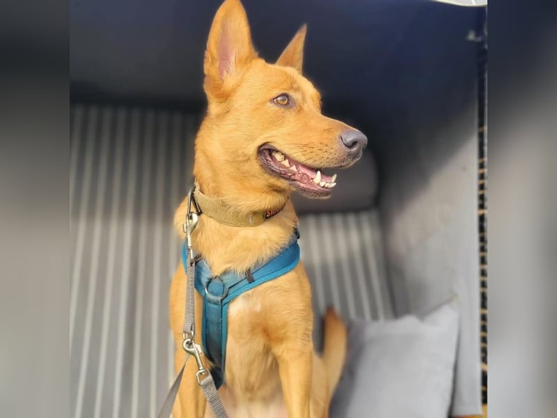Raya - hat Potential zur Hundesportlerin