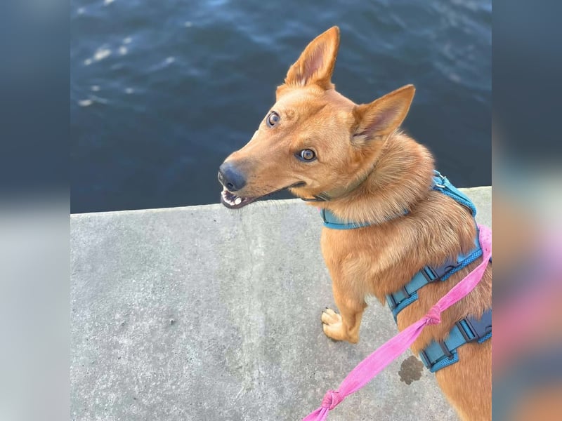 Raya - hat Potential zur Hundesportlerin