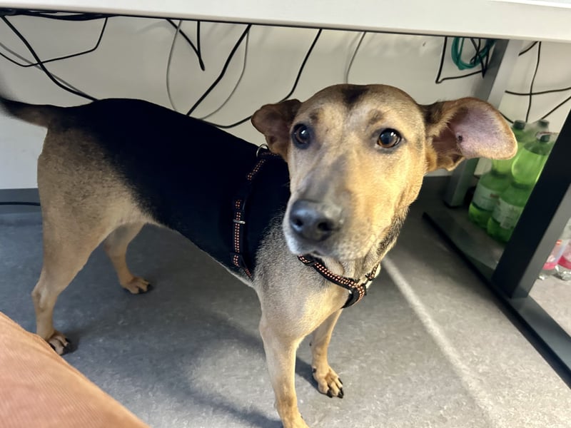 Hündin 5 Jahre -ängstlich-