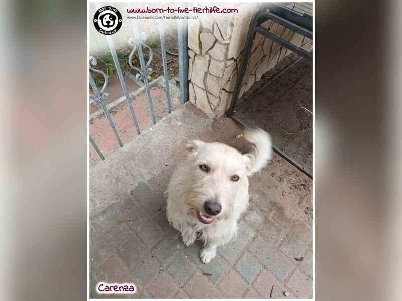 Hübsche Carenza auf der Suche nach einem liebevollen Zuhause
