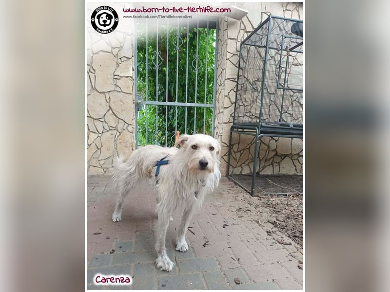 Hübsche Carenza auf der Suche nach einem liebevollen Zuhause
