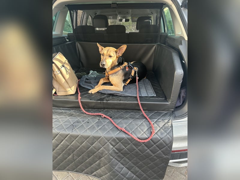 Hündin 5 Jahre -ängstlich-