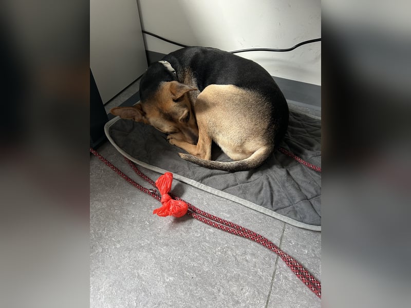 Hündin 5 Jahre -ängstlich-