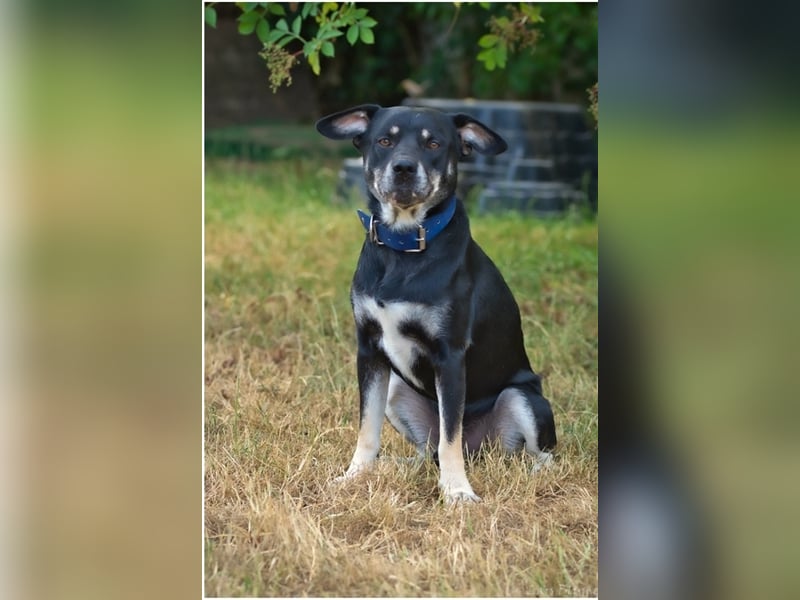 Apollo sucht sein Zuhause
