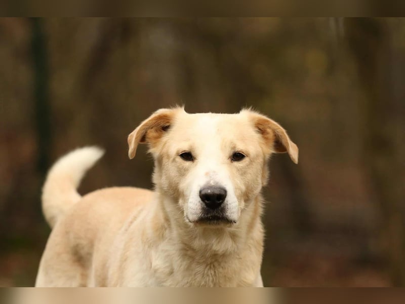 Tobi selbstbewusster Labrador Mischling Rüde charakterstark sucht Zuhause oder Pflegestelle