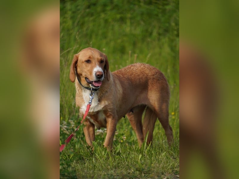 Brina Traumhündin Mischling Hündin katzenverträglich kinderlieb sucht Zuhause oder Pflegestelle