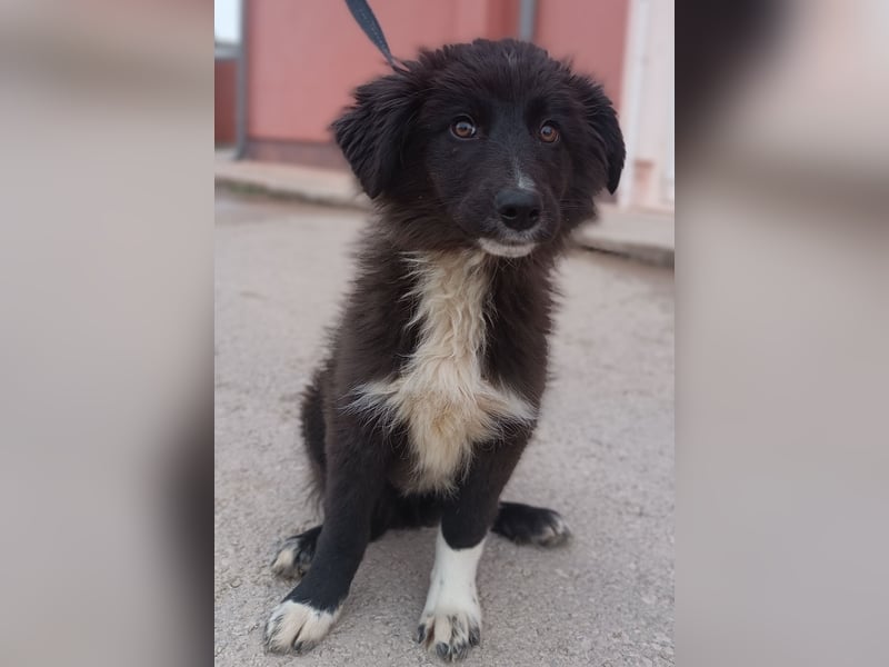 Sugar Welpe kraotischer Schäferhund Mischling Hündin Junghund sucht Zuhause oder Pflegstelle