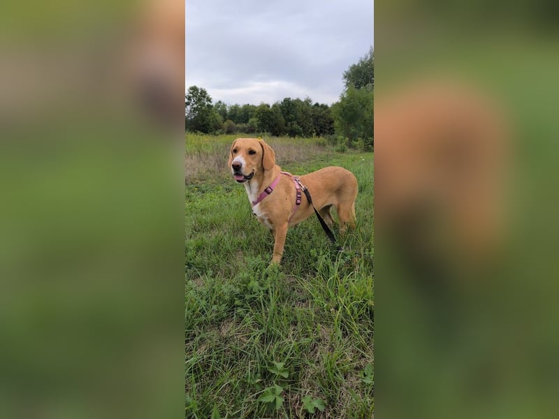 Brina Traumhündin Mischling Hündin katzenverträglich kinderlieb sucht Zuhause oder Pflegestelle