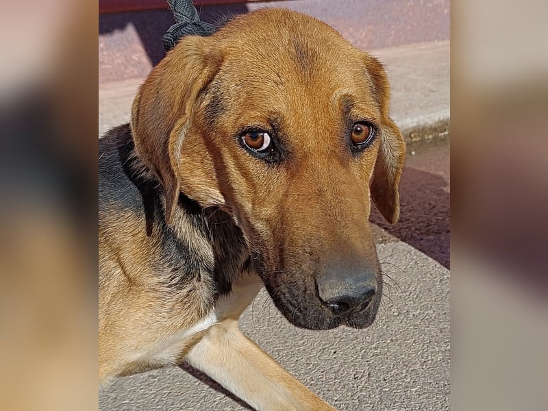 Judy Jagdhund Mischling Hündin Junghund sucht Zuhause oder Pflegestelle