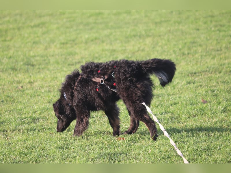 Vigo Welpe kroatischer Schäferhund Mischling Rüde Junghund sucht Zuhause für immer
