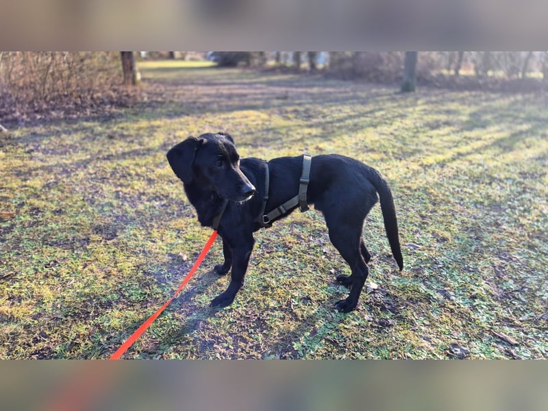 Haso / Buddy Labrador Mischling Rüde sucht Zuhause für immer