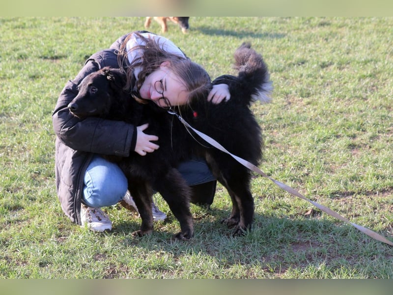 Vigo Welpe kroatischer Schäferhund Mischling Rüde Junghund sucht Zuhause für immer