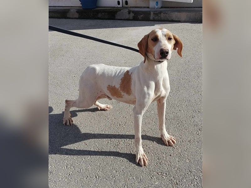 Ranko mittelgroßer Istrianer Bracken Mischling Rüde Mischlingsrüde sucht Zuhause oder Pflegestelle