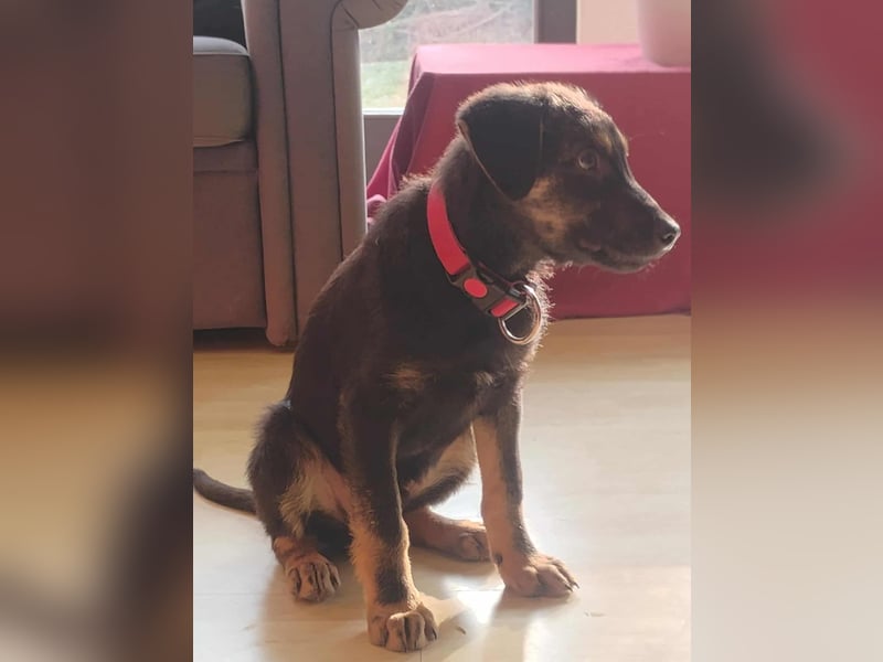 Turbo süßer Welpe Schäferhund Mischling Rüde Junghund sucht Zuhause für immer