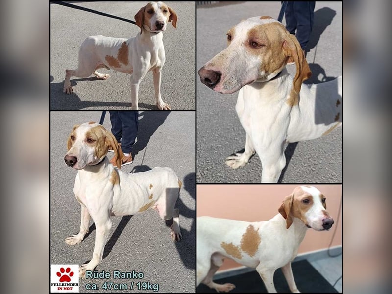 Ranko mittelgroßer Istrianer Bracken Mischling Rüde Mischlingsrüde sucht Zuhause oder Pflegestelle