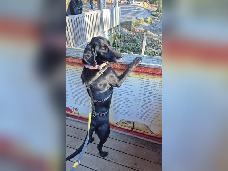 Haso / Buddy Labrador Mischling Rüde sucht Zuhause für immer