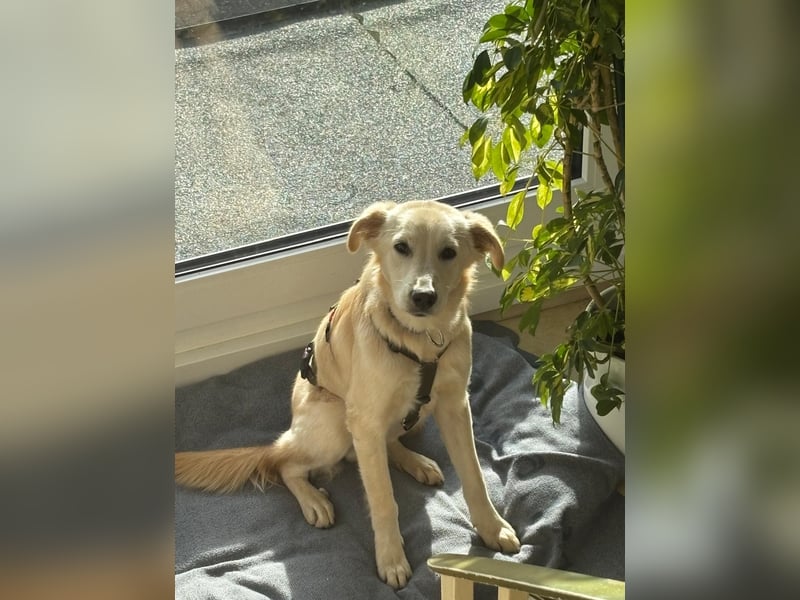 Taio junger Retriever Mischlingsrüde Mischling Rüde sucht Zuhause für immer