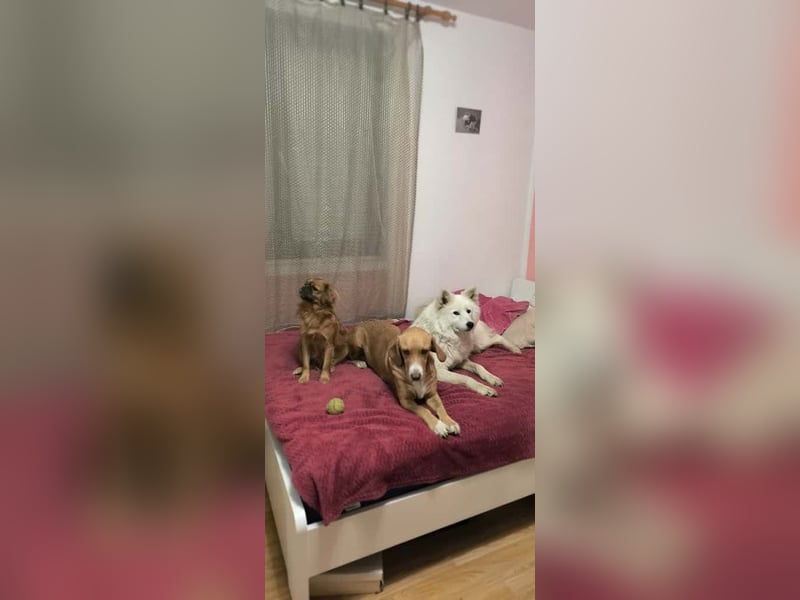 Brina Traumhündin Mischling Hündin katzenverträglich kinderlieb sucht Zuhause oder Pflegestelle