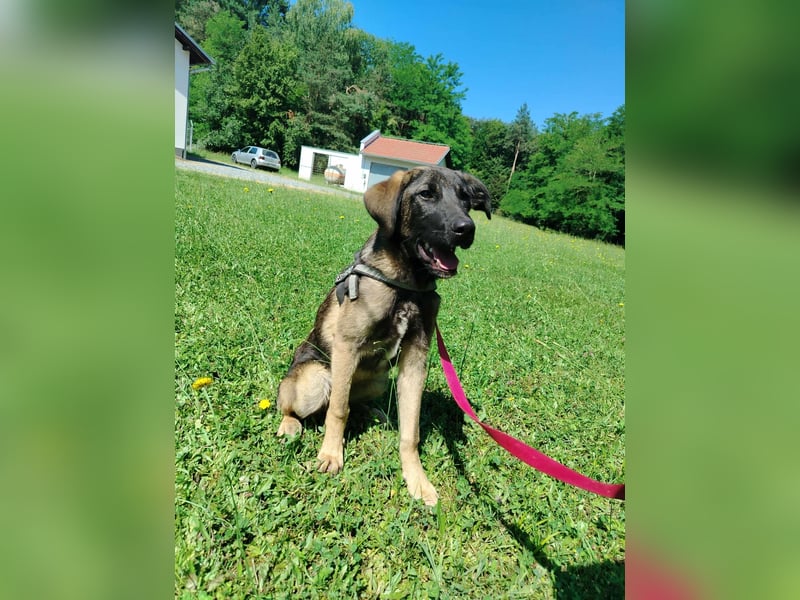 Toby junger Schäferhund Mischlingsrüde Mischling Rüde Junghund sucht Zuhause oder Pflegestelle