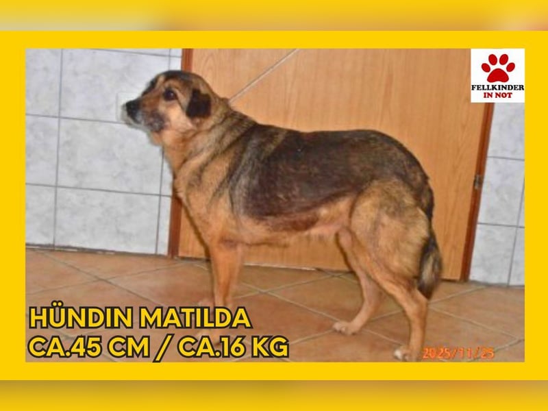 Matilda Schäferhund Mischlingshündin Mischling Hündin Senior sucht Zuhause oder Pflegestelle