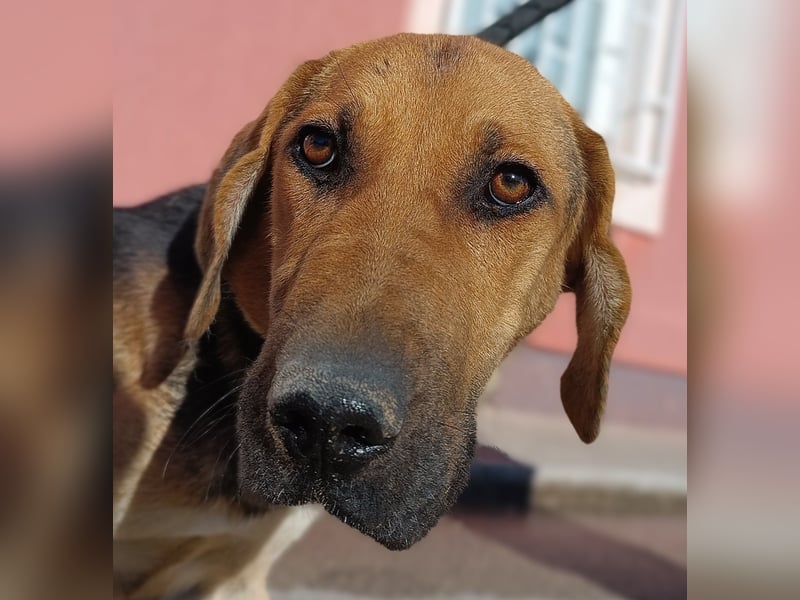 Judy Jagdhund Mischling Hündin Junghund sucht Zuhause oder Pflegestelle