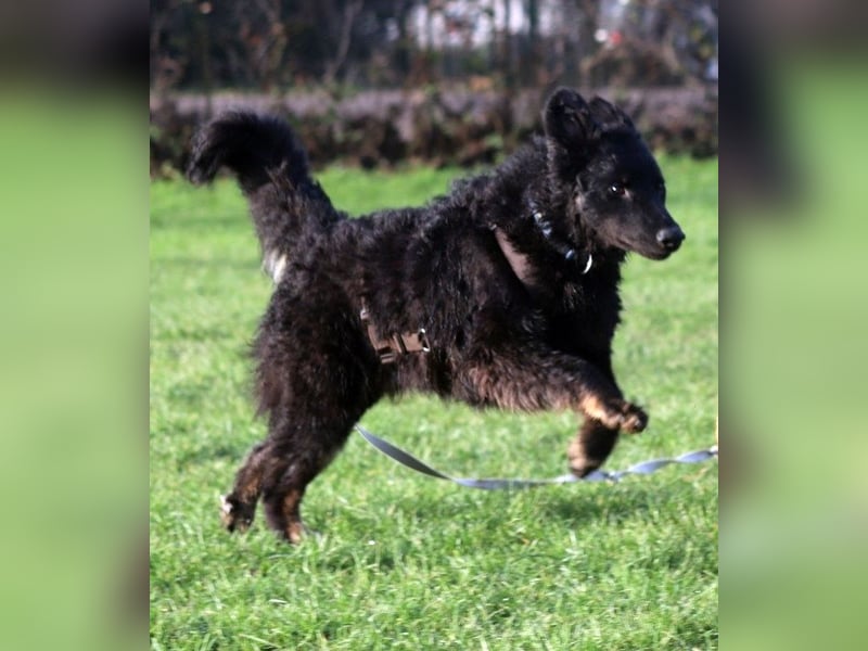 Vigo Welpe kroatischer Schäferhund Mischling Rüde Junghund sucht Zuhause für immer