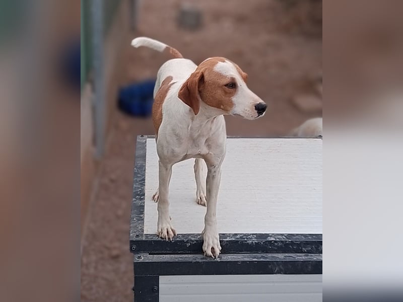 Siko aktiver Mischling Rüde Bracke sucht Zuhause oder Pflegestelle