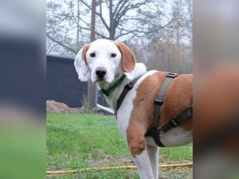 Bjelko / Monty Bracken Mischling Rüde sucht Zuhause für immer