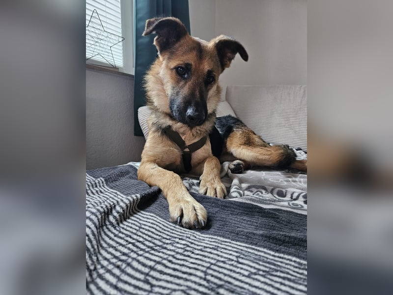 Milli Schäferhund Mischling Hündin sucht Zuhause für immer