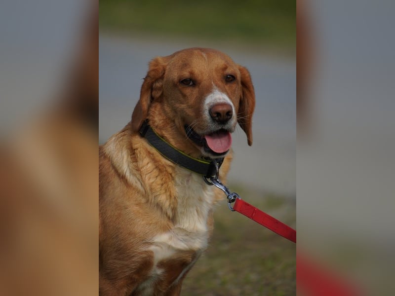 Brina Traumhündin Mischling Hündin katzenverträglich kinderlieb sucht Zuhause oder Pflegestelle