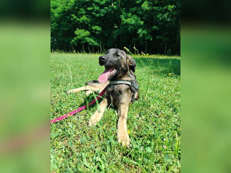 Toby junger Schäferhund Mischlingsrüde Mischling Rüde Junghund sucht Zuhause oder Pflegestelle