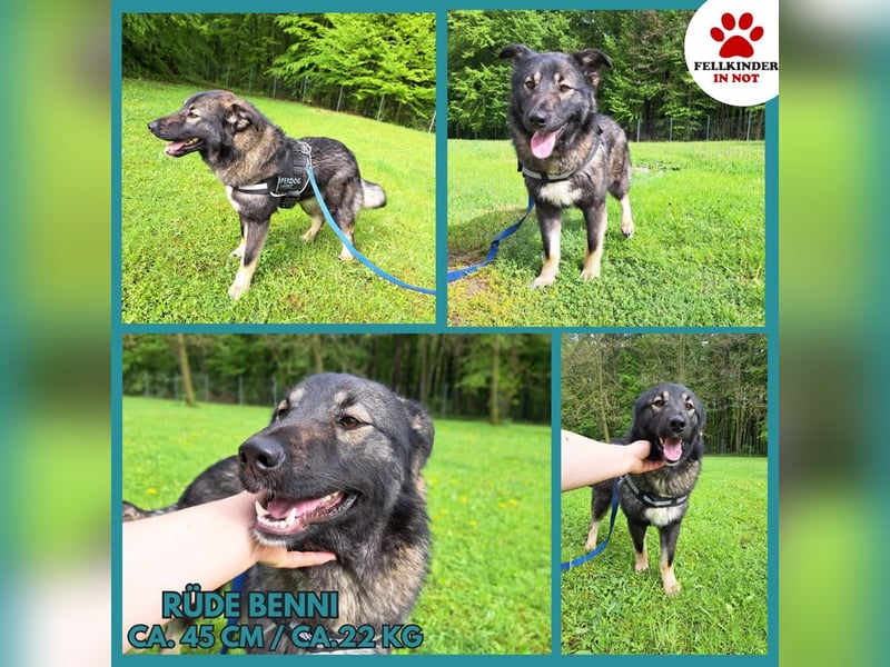 Benni mittelgroßer Mischlingshund Mischling Rüde sucht Zuhause oder Pflegestelle