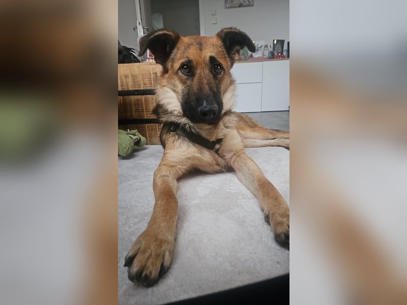 Milli Schäferhund Mischling Hündin sucht Zuhause für immer